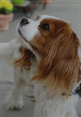 Cavalier King Charles Spaniel Dog Jigsaw Puzzle for Adults 500 Pieces Wood Puzzle Art DIY Toy Gift Fun Challenging Educational Gift Art Home Decor