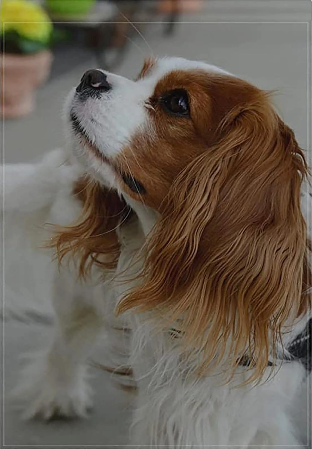 Cavalier King Charles Spaniel Dog Jigsaw Puzzle for Adults 500 Pieces Wood Puzzle Art DIY Toy Gift Fun Challenging Educational Gift Art Home Decor