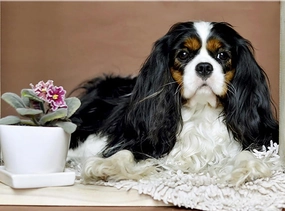 Cavalier King Charles Spaniel Dog pet Jigsaw Puzzle for Adults 1000 Pieces Wood Puzzle Art DIY Toy Gift Fun Challenging Educational Gift Art Home Decor