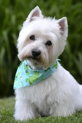 Westie Dog Pet Animal Jigsaw Puzzle for Adults 500 Pieces Wood Puzzle Art DIY Toy Gift Fun Challenging Educational Gift Art Home Decor